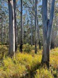 chalumbin wind farm draft public