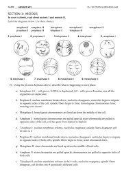 Characteristic mitosis meiosis importance of process in the life. Meiosis Practice Worksheet Fill In The Blank Answers Mitosis Worksheet