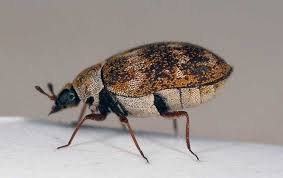 carpet beetles to invade homes