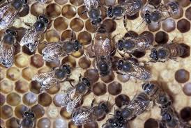 The Roles Of Queens Drones And Worker Honey Bees