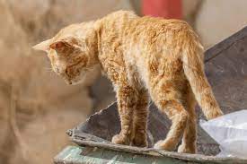 old cat losing weight causes and