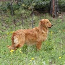 Anyone have input regarding texas breeders : Puppyfind Miniature Golden Retriever Puppies For Sale