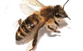 Zombie Bees Are Real And They Re