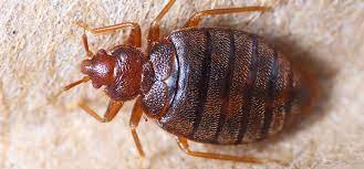 The Essential Guide To Bed Bugs