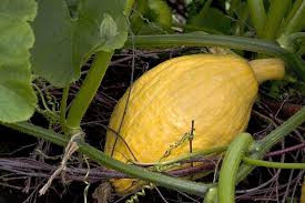 Squash plants are closely related to cucumbers, courgettes and marrows, and are a member of the same sowing squash. How To Grow Squash Rhs Gardening