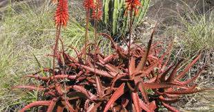 Growing aloe vera in cold climate. Aloe Cameronii Care Tips On Growing The Red Aloe
