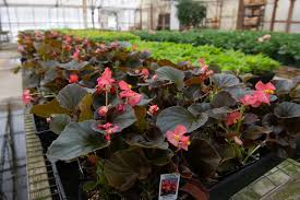 annual bedding plant adds pop to