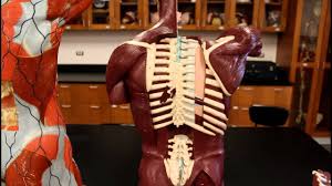 There are 4 muscles of the pectoral region: Muscular System Anatomy Back Region Torso Muscles Model Description Youtube