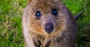 Spy robot quokka gets up close and personal with the world's cutest animal.a baby quokka! Meet The Quokka