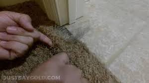 how to repair carpet damage by pets
