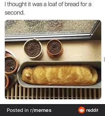 If you made this meme leave me a comment telling me so stay foxy my friends! Cat Loaf Album On Imgur