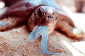 Image result for images of rubbish in the ocean
