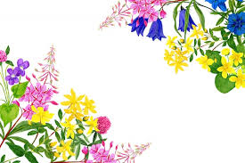 vector watercolor field flowers