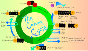 Calvin Cycle Dark Reaction Expii