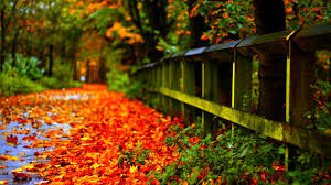 autumn leaves red desktop wallpaper hd