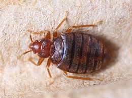 carpet beetles vs bed bugs ehrlich