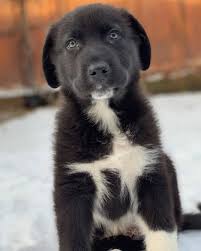 Newfoundland puppies for sale in pa. The Newfoundland The Only Guide You Ll Need To This Brave Sweet Giant Animalso