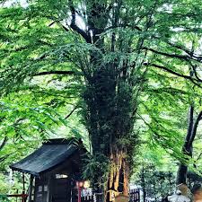 ãè²´è¹ç¥ç¤¾ ç¥æ¨ãã®ç»åæ¤ç´¢çµæ