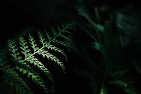 dark green forest wallpaper images