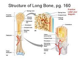 They are composed mostly of compact bone, and are roughly cylindrical in shape read through the following facts about the structure of a long bone and then quiz yourself below. Homework Read Chap 6 Study All The Bone