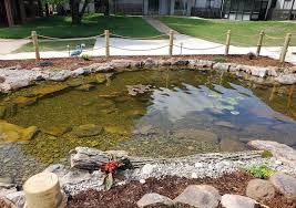 Backyard Pond Designs You And Your Koi