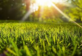Artificial Grass Cost In Toronto