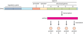 Prokaryotic Gene Regulation Biology For Majors I