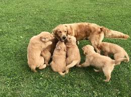 Puppies are limited akc registration, which means they are once the deposit is received you will be added to the adoption reservation list. Golden Retriever Puppies All Breeds For Adoption Home Facebook