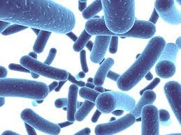 Image result for Picture of a Probiotic magnified
