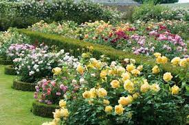 Designing Beautiful Rose Beds