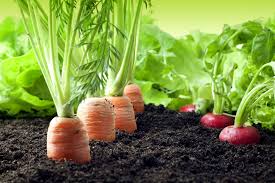 Planting Organic Vegetables In Your