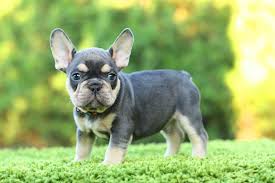 French bulldogs for sale in tulsa. How Much Does It Cost To Adopt A Frenchie Tomkings Kennel