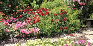 How To Care For Roses Plant Perfect