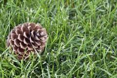how-do-you-start-a-pine-cone-tree