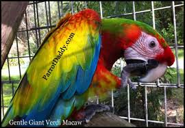 Parrot Babies For Sale Exotic Rare Hybrid Macaws