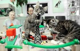 Look at pictures of kittens in philadelphia who need a home. Free Kittens Available Toronto Com
