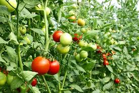 tomato farming for beginners planting
