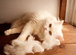 5 ways to reduce cat shedding all