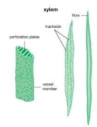 what are xylem and phloem structure