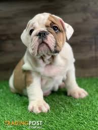Look at pictures of english bulldog puppies who need a home. Male Fawn White British Bulldog Pup Triple Carrier Lilac Blue Chocolate