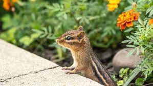 How To Get Rid Of Chipmunks Without