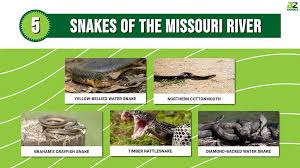 meet 5 snakes of the missouri river a