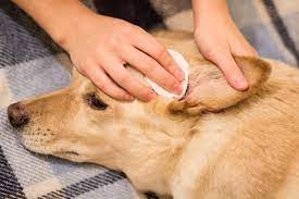natural ear infection remes in dogs