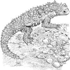 Show your kids a fun way to learn the abcs with alphabet printables they can color. Reptile Coloring Pages By Yuckles Coloring Pages Animal Coloring Pages Horned Lizard