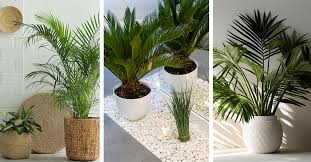 Indoor Palm Tree Care How To Plant