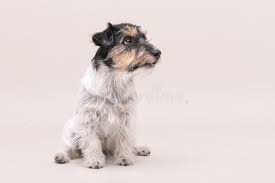 Mixed breed jack russells harbor these same attributes, plus more. Jack Russell Terrier Dog Is Sitting And On White 3 Years Old Stock Image Image Of Russell Sideway 134045455