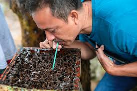 The bees collect pollent to make honey. Sweet Dreams Malaysia S Stingless Bee Honey Creates A Buzz In Mideast Arab News
