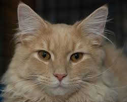 How do you put a cat up for adoption? Danbury Animal Welfare Society