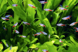 Neon Tetra Complete Care Guide Fishkeeping World