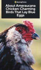 About Ameraucana Chicken Charming Birds That Lay Blue Eggs